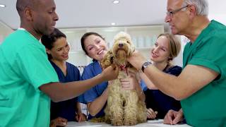 Veterinary Assistant Training  ed2go Advanced Career Training [upl. by Aleron]