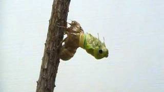 Cicada Molting [upl. by Heller]