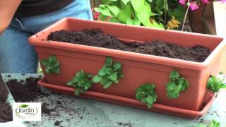 Réaliser une jardinière balconella  Jardin Express [upl. by Lamson985]