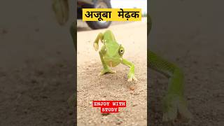 अजूबा मेढ़क AMAZING FACT SHORT FACTGK FACTgk factsmotivation generalknowledge motivational [upl. by Ahsirpac]