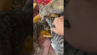 My beloved stray cat family cat catlover straycat savestraycats animals [upl. by Assyl]