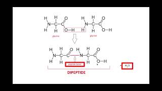 212 Biological Molecules k l m Amino acids and protein structure [upl. by Rochette947]