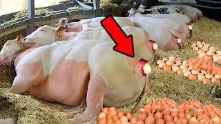 The CRAZIEST Ways Animals Give Birth [upl. by Carlock]