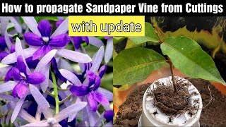 How to propagate Sandpaper Vine from Cuttings with update Sandpaper Vine की कटिंग कैसे लगाए [upl. by Andonis]