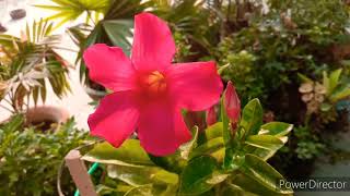 Best care tips mandevilla flower Vine how to grow and care mandevilla flower [upl. by Earised888]