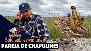 INTENTO FALLIDO crianza de chapulines ¿QUÉ SIGUE [upl. by Siuluj]