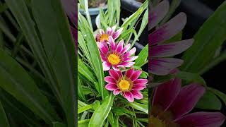 Gazania  Rumona Garden Nagpur [upl. by Philana]