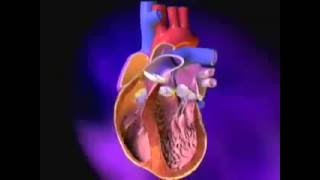 Heart ExcitationContraction Coupling [upl. by Ahsilac]