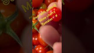 මගේ චෙරි තක්කාලි 🍎cherry tomatermyfirstvlog [upl. by Ellivro]