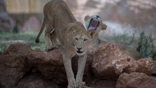 Morocco In Motion  Le Jardin Zoologique de Rabat Maroc [upl. by Ystap]