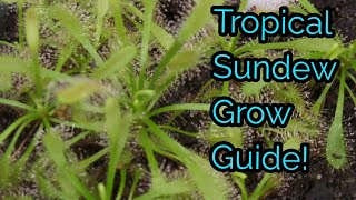 Tropical Sundew Grow Guide  How To Care For Carnivorous SundewDrosera Plants [upl. by Dominus663]