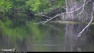 Belted Kingfisher Fishing on the Pond – May 3 2017 [upl. by Calen]