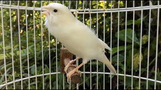 The Most Powerfull White Belgian Canary Singing  Makes Your Canary Singing Best Training [upl. by Wayland502]