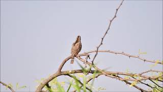 Wryneck bird call [upl. by Levine]