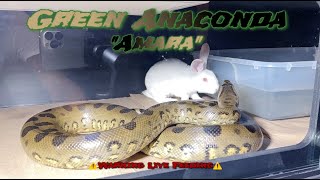 Green Anaconda Devours Rabbit “Amara”🐇🐍 ⚠️Warning Live Feeding⚠️ [upl. by Neerak]