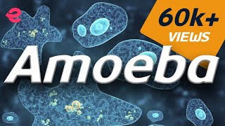 What is An Amoeba  Biology  Extraclasscom [upl. by Kelly]