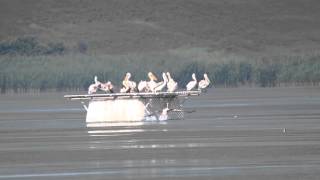 Dalmatian Pelicans in Bulgaria [upl. by Eneluj]