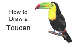 How to Draw a Toucan KeelBilled [upl. by Elehcir]