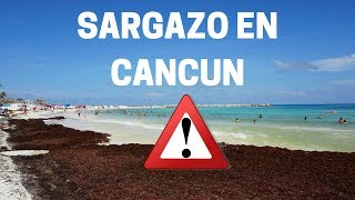 SARGAZO EN CANCÚN [upl. by Ahsieker]