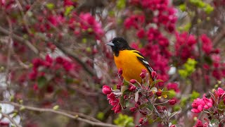 Baltimore oriole Point Meadows Glastonbury CT [upl. by Zeugirdor]