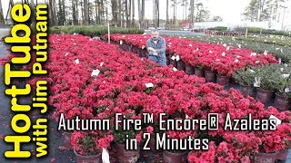 Autumn Fire™ Encore® Azaleas in 2 Minutes [upl. by Suertemed]