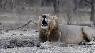 Amazing Lion Roar at Gir Sasan Gujarat [upl. by Kotta]