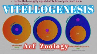 Vitellogenesis  Type of Eggs 🥚 bsc Zoology  Zoology Classes  MSc Zoology  UPSC ZOOLOGY  Bsc [upl. by Mientao]