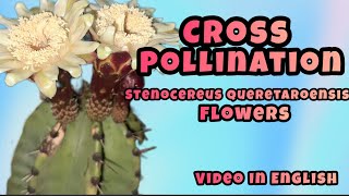 Crosspollination Stenocereus queretaroensis flower [upl. by Etteiluj]