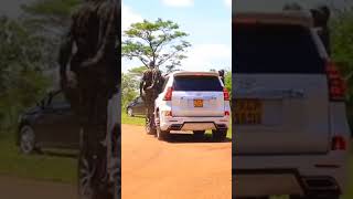 Watch Kenyan military commando wedding🇰🇪 [upl. by Naeloj]