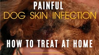 How To Properly Treat Dog Hot Spot At Home [upl. by Janet]