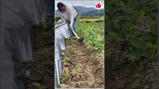 Strawberry film pressing strawberry strawberry planting dou come together to plant strawberries [upl. by Avner]