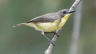 GOLDENBELLIED GERYGONE Singapore [upl. by Yesnnyl]