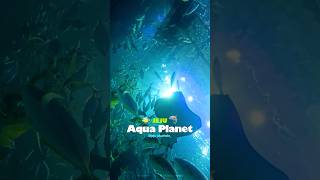 🦈제주 아쿠아리움에서 상어랑 다이빙하기  Diving with sharks at Jeju AquaPlanet [upl. by Ydderf570]