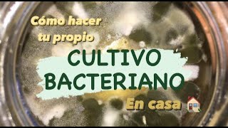 Cómo hacer tu propio Cultivo Bacteriano EN CASA con Resultados y Bacterias vistas al Microscopio [upl. by Korff]