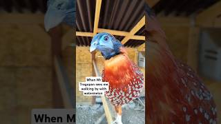 This Temmincks Tragopan Loves Him Some Watermelon birdtrend ytshorts tragopans exoticpheasants [upl. by Ushijima207]