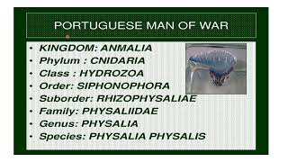 Physalia Portuguese Man O War Classification  Distribution And General characters [upl. by Dnomaj]