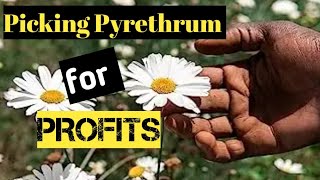 How to pick Pyrethrum for Great Profits [upl. by Ilarrold]