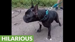 This French Bulldogs bark sounds totally bizarre [upl. by Atiluj78]