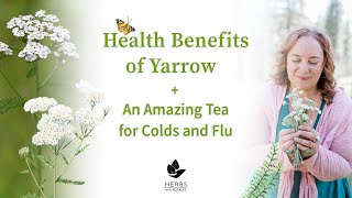 Health Benefits of Yarrow Plant  Yarrow Tea for Colds and Flu [upl. by Mehala]