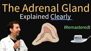 Adrenal Gland Adrenal Cortex Anatomy Physiology Disorders and Hormones [upl. by Merchant955]