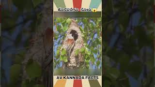 Penduline Tits Bird Fact  kannada facts karnataka amazing youtubeshorts trendingshorts [upl. by Ceporah]