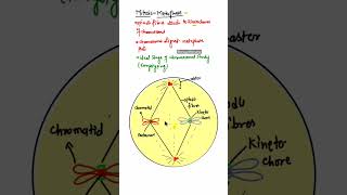 Metaphase diagram of Mitosis cell division shorts metaphase metaphaseinhindi [upl. by Dombrowski]