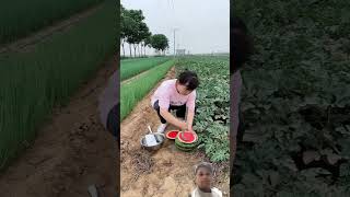 तरबूज चोरी करने का तरीका agriculture fruit satisfying ytshorts shorts shortvideos viralvideo [upl. by Darrill330]