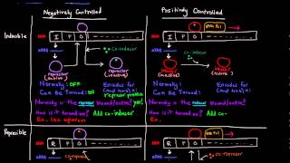 Prokaryotic Transcription Part 5 of 5  Control Mechanisms Summary [upl. by Nett759]