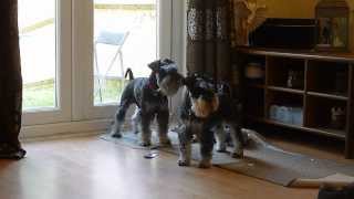 Mini Schnauzers barking HIGH PITCHED [upl. by Rosalinde687]