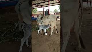 Kankrej cow with calf kankarej kankrej cow guzerá [upl. by Lettig]