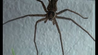 World’s Fastest Spider in Action Giant Huntsman Spider [upl. by Kimbell568]