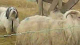 PON herding Icelandic sheep Polski Owczarek Nizinny [upl. by Glynnis]