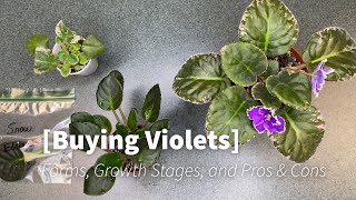 African Violet Buying Guide Forms Growth Stages and Pros amp Cons [upl. by Etnaid]