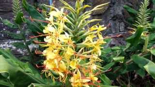 Hedychium gardnerianum  Kahili Ginger  Ginger Lily HD 02 [upl. by Gallard792]